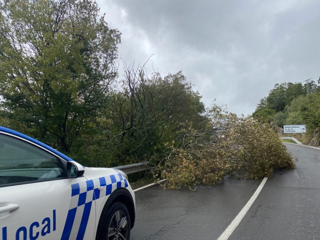 Precaución: el viento provoca la caída de un árbol en la carretera de Ciudad Rodrigo - 26 de octubre de 2023